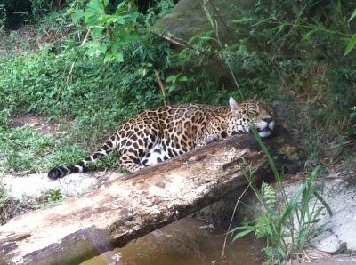 onça no Zoo de Gramado